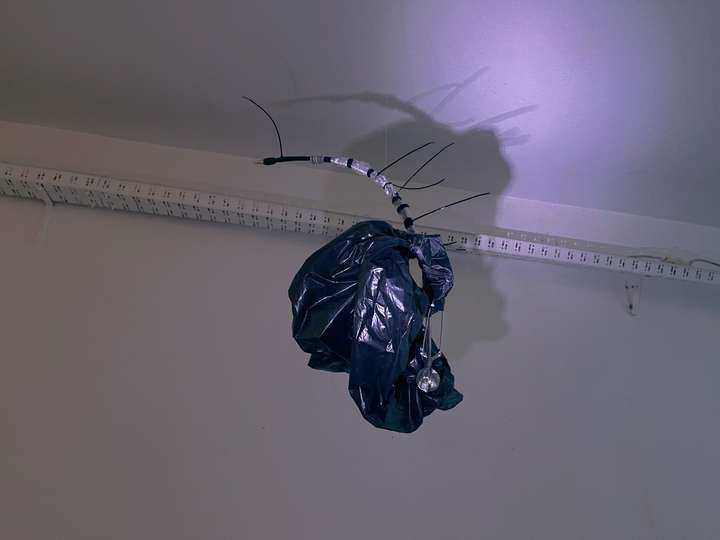 소라게 Hermit Crab